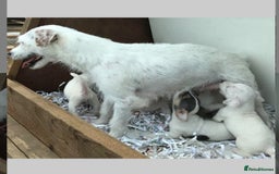 Parson Russell dogs for sale: Beautiful Jack Russell boy - Advert 6