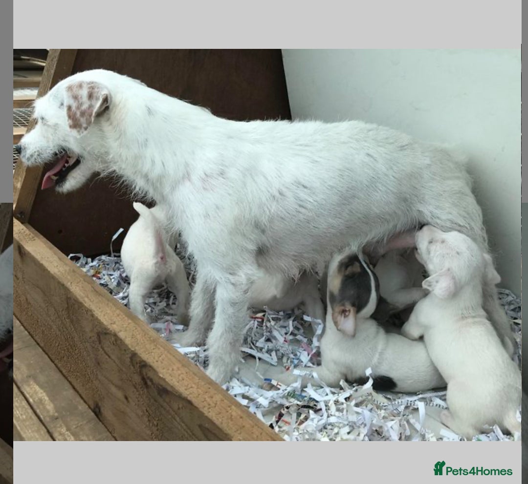 Parson Russell dogs for sale: Beautiful Jack Russell boy - Advert 6