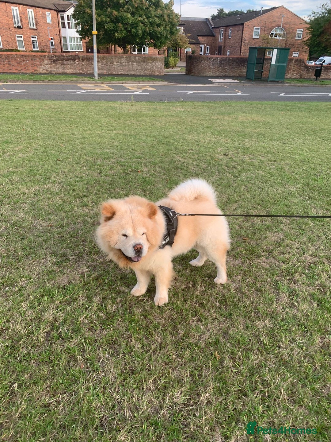 Chow Chow dogs for stud: Chow chow for stud - Image 1