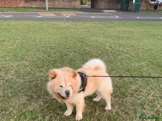 Chow Chow dogs - Advert 10