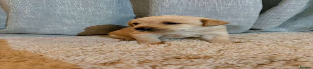 Labrador Retriever Puppy 6