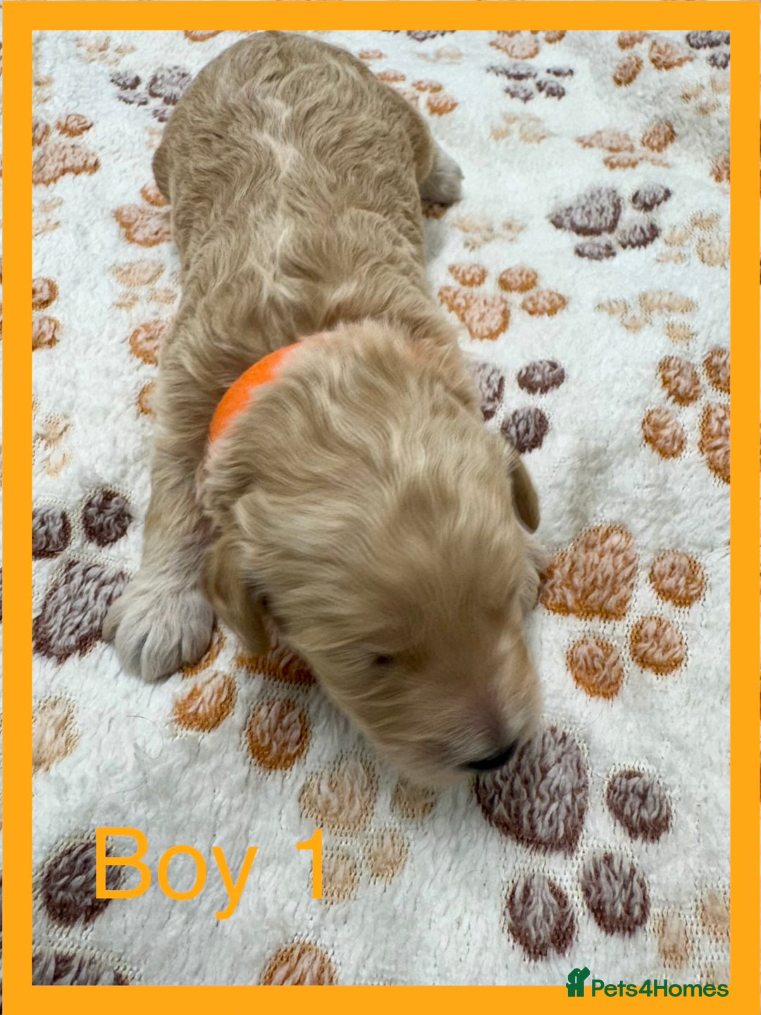 Cockapoo dogs for sale: Outstanding F1b Cockapoo Fully Health Tested  - Advert 18