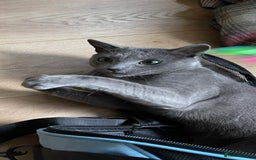 Russian Blue cats for sale: Pure Russian Blue Kittens  - Image 6