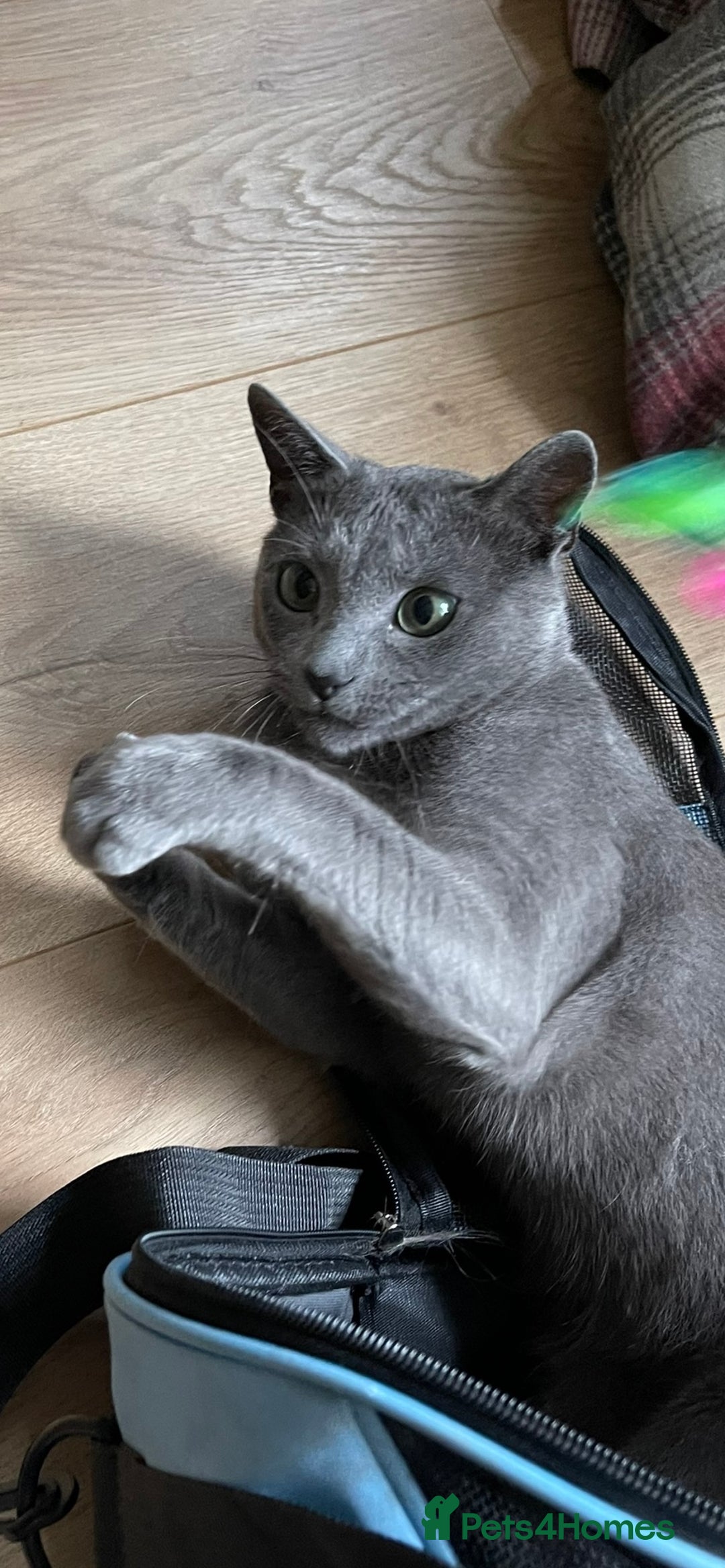 Russian Blue cats for sale: Pure Russian Blue Kittens  - Image 6