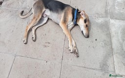 Mixed Breed dogs for adoption: Caleb - 9 Months Old, Boy, Hound mixed breed pup - Image 7
