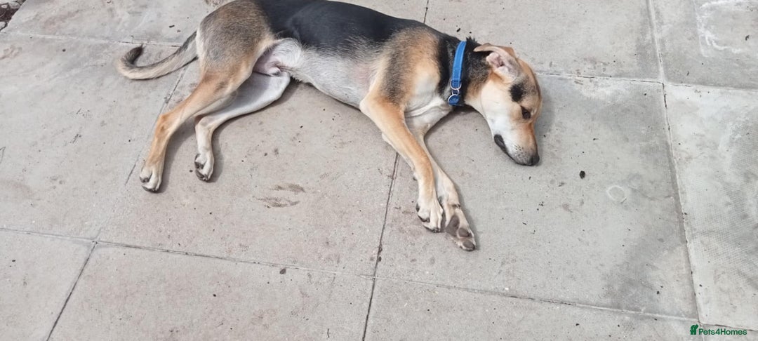 Mixed Breed dogs for adoption: Caleb - 9 Months Old, Boy, Hound mixed breed pup - Image 7