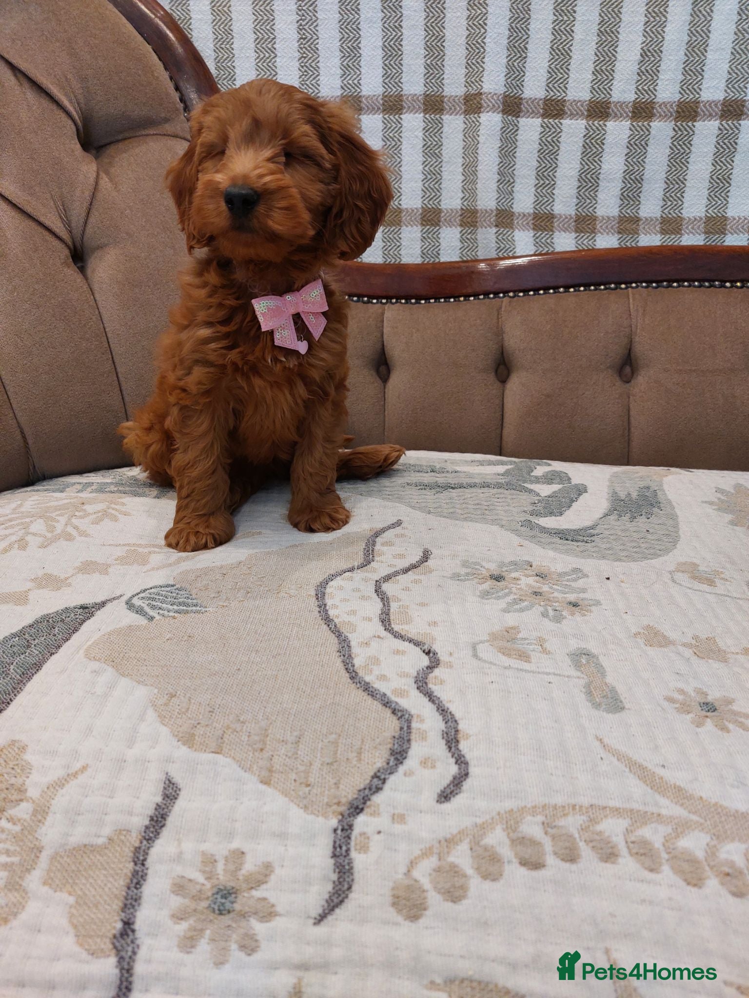 Cavapoo dogs Extensively Health Tested Fox Red Cavapoo puppies - Advert 2