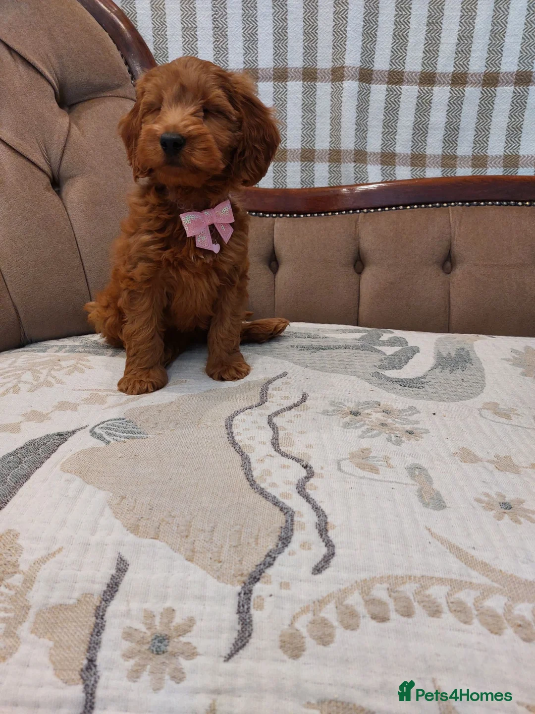 Cavapoo dogs for sale: Extensively Health Tested Fox Red Cavapoo puppies - Advert 2