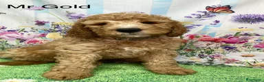 Labradoodle 3