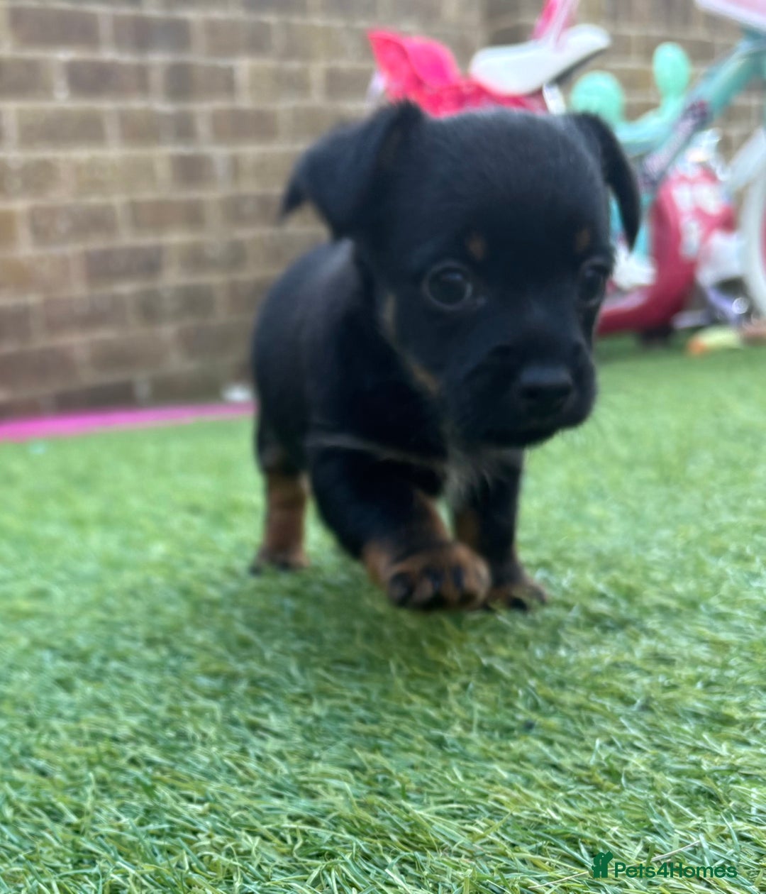 Mixed Breed dogs for sale: Yorkshire terrier x jack Russel *READY NEXT WEEK* - Image 1