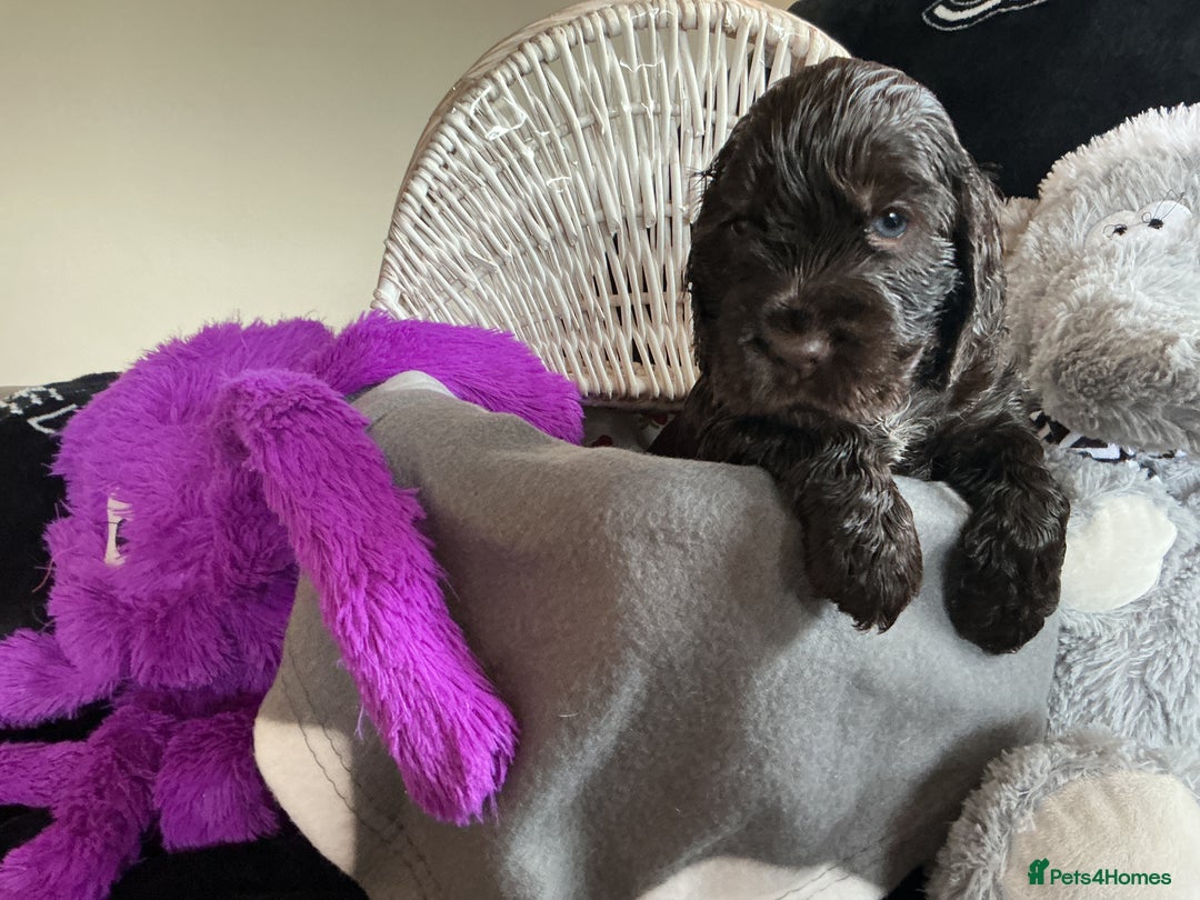 Cocker Spaniel dogs for sale: KC Reg Show Cocker Ext health tested - Image 18