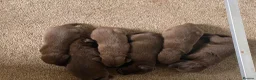 Labrador Retriever dogs for sale: Chocolate Labrador KC Puppies, Ready 13/9/26 - Advert 4