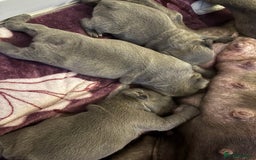 French Bulldog dogs for sale: Three stunning French bulldog puppies  - Image 5