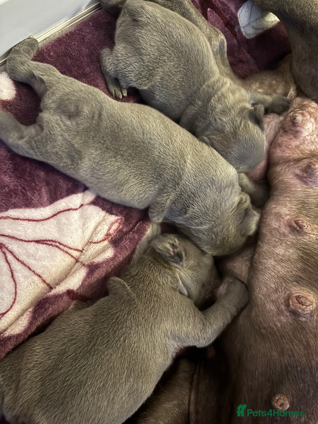 French Bulldog dogs for sale: Three stunning French bulldog puppies  - Image 5