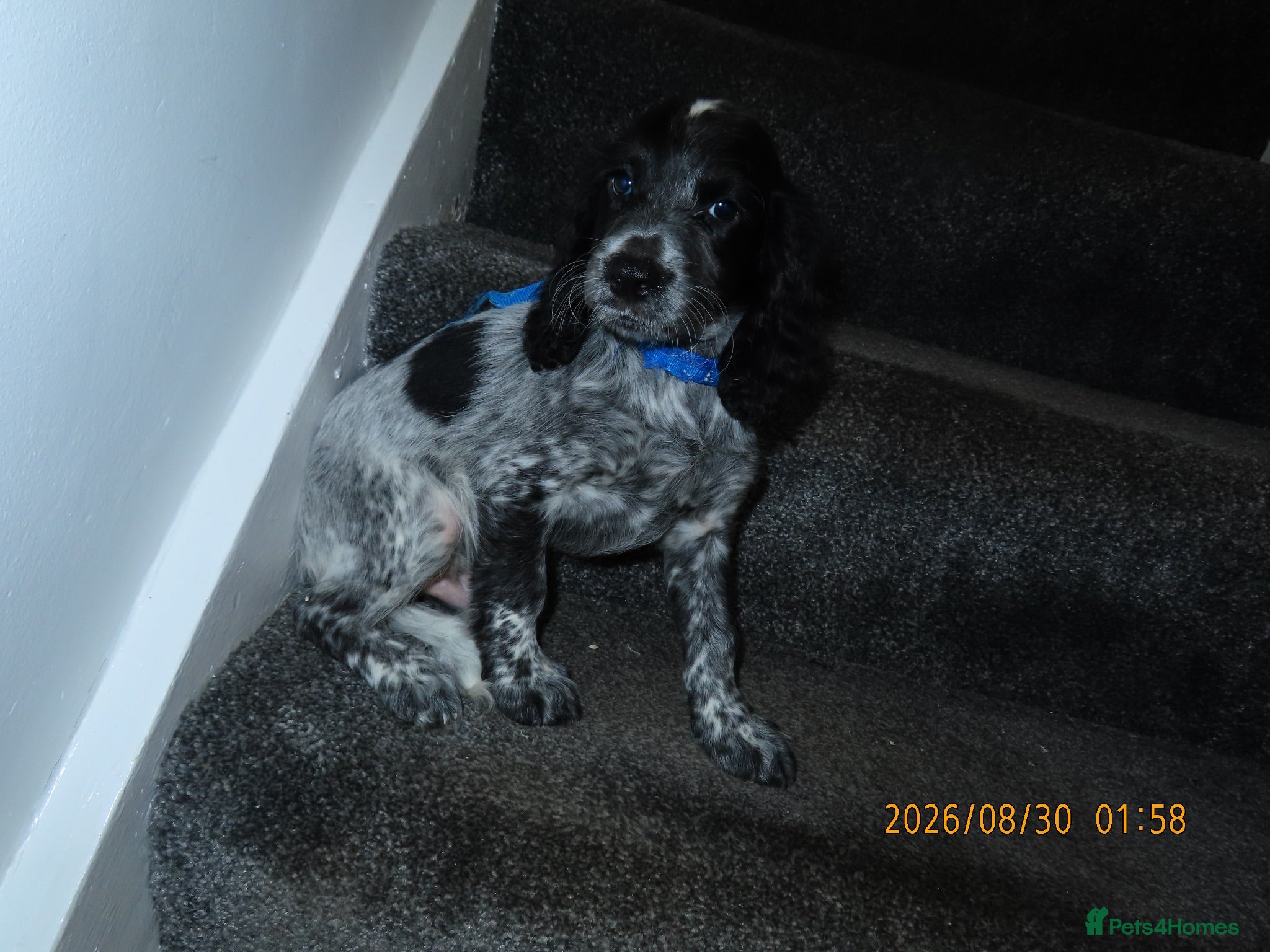 Cocker Spaniel dogs Ready for there forever homes  - Advert 1