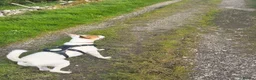 Mixed Breed dogs for sale: Parson Russell Terrier × Staffordshire Bull Terrie - Advert 5