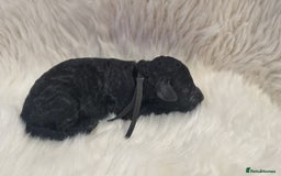 Standard Poodle dogs for sale: Exceptional Health Tested Puppies Due - Advert 21