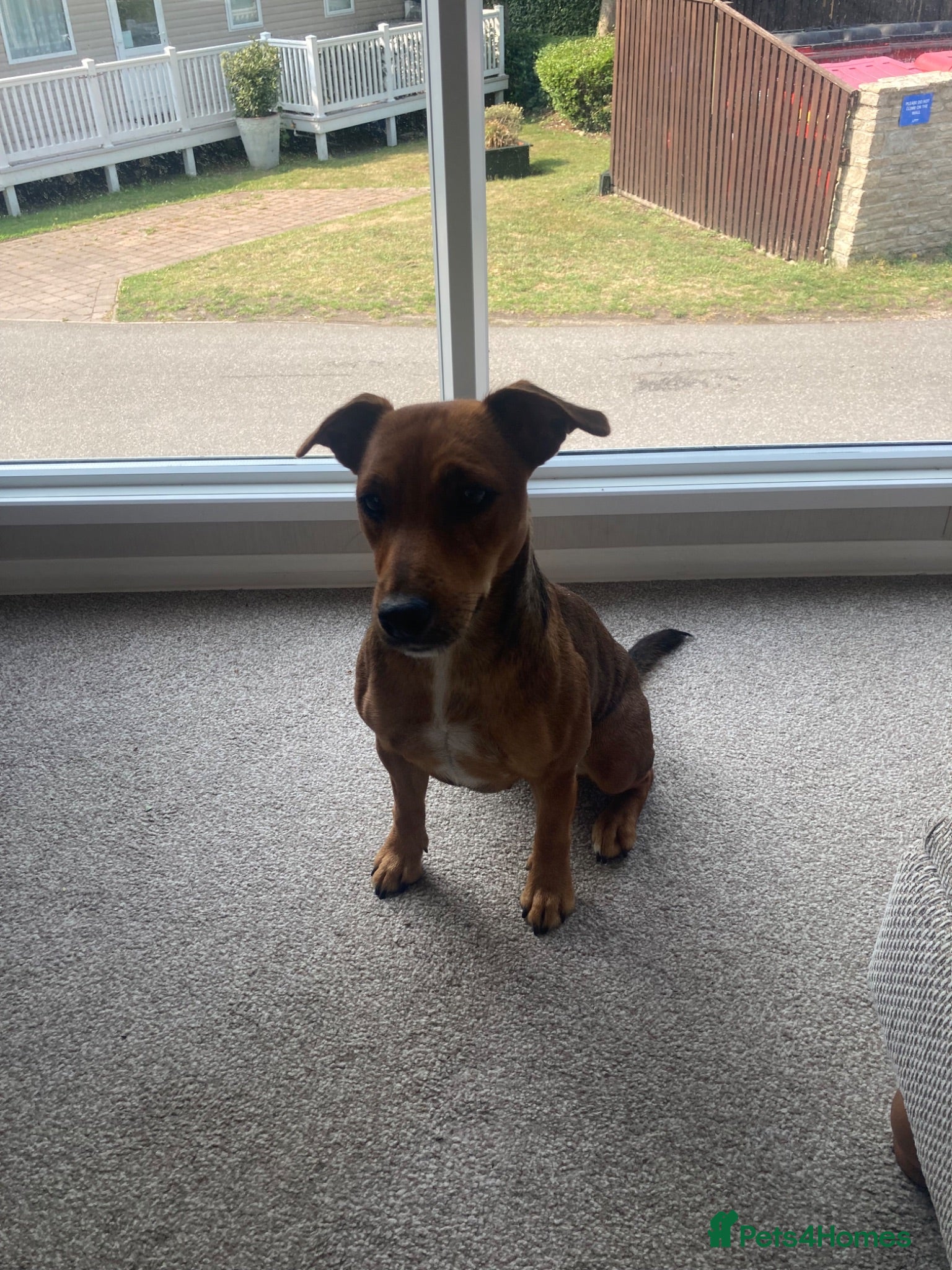 Mixed Breed dogs Patterdale cross  - Advert 1