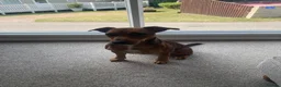Mixed Breed dogs for sale: Patterdale cross  in Poole - Advert 1
