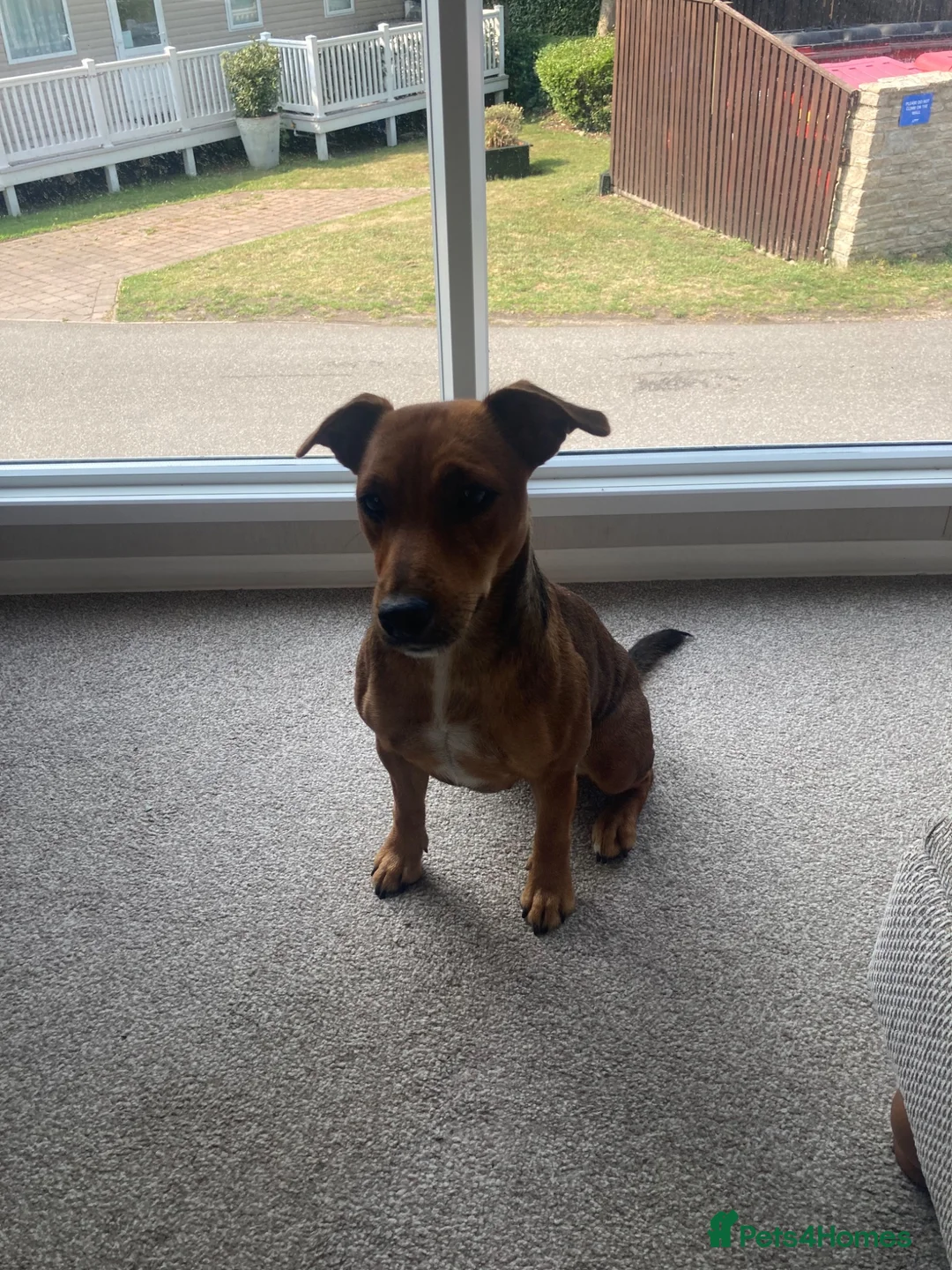 Mixed Breed dogs for sale: Patterdale cross  in Poole - Advert 1