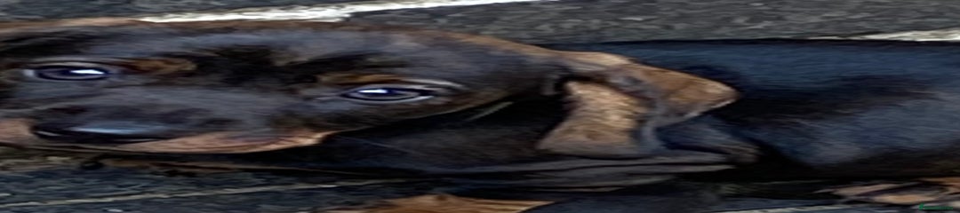 Dachshund Puppy 2