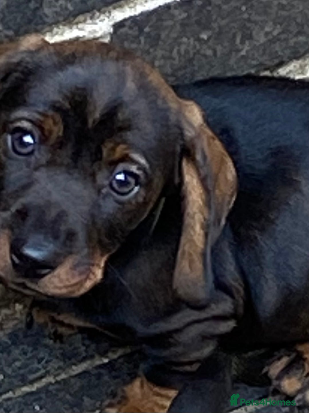 Dachshund dogs for sale: Mini wirehaired dachshund puppys Dad kc registered in Northampton - Image 1