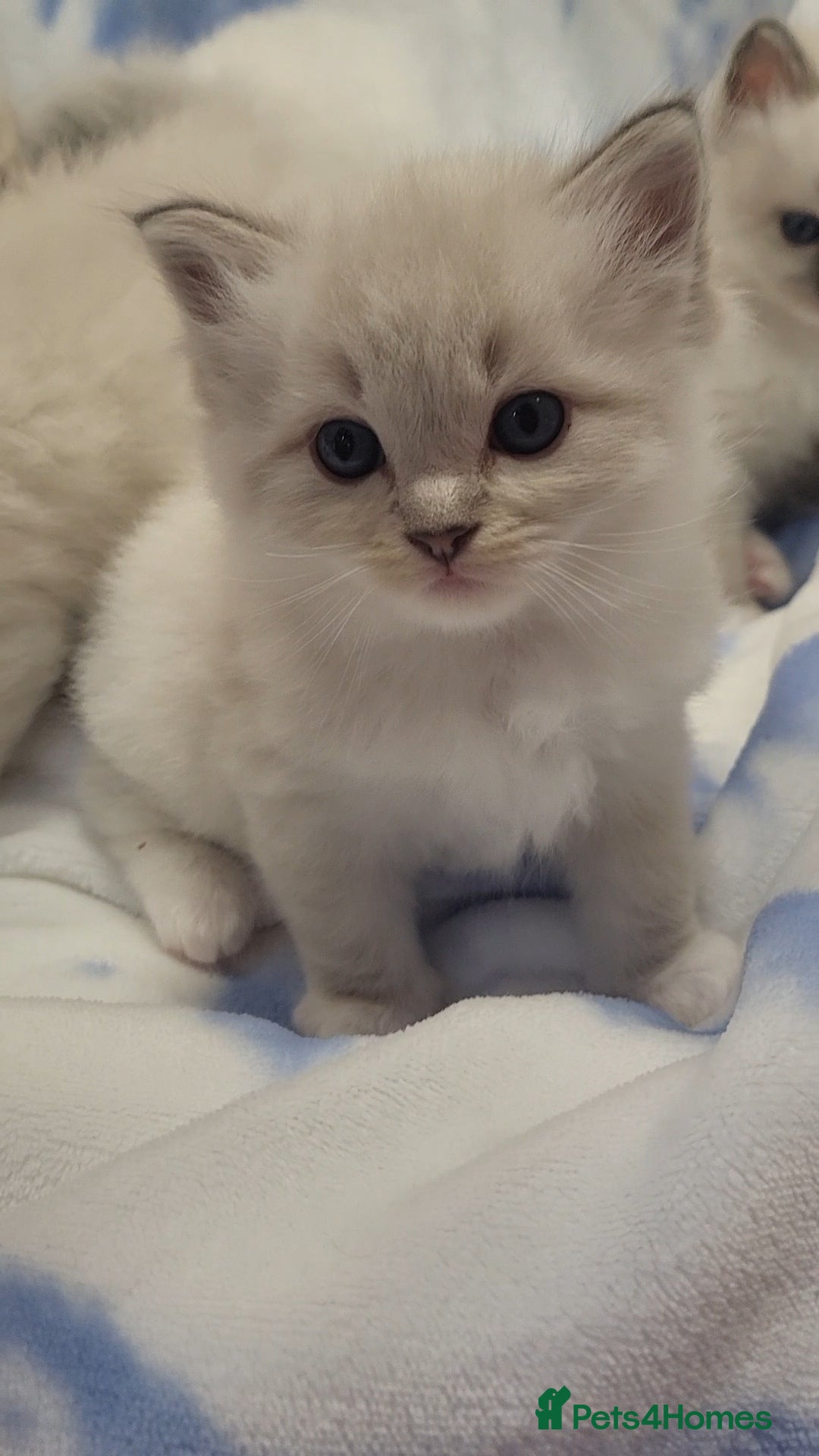 Ragdoll cats GCCF registered Males - Advert 1