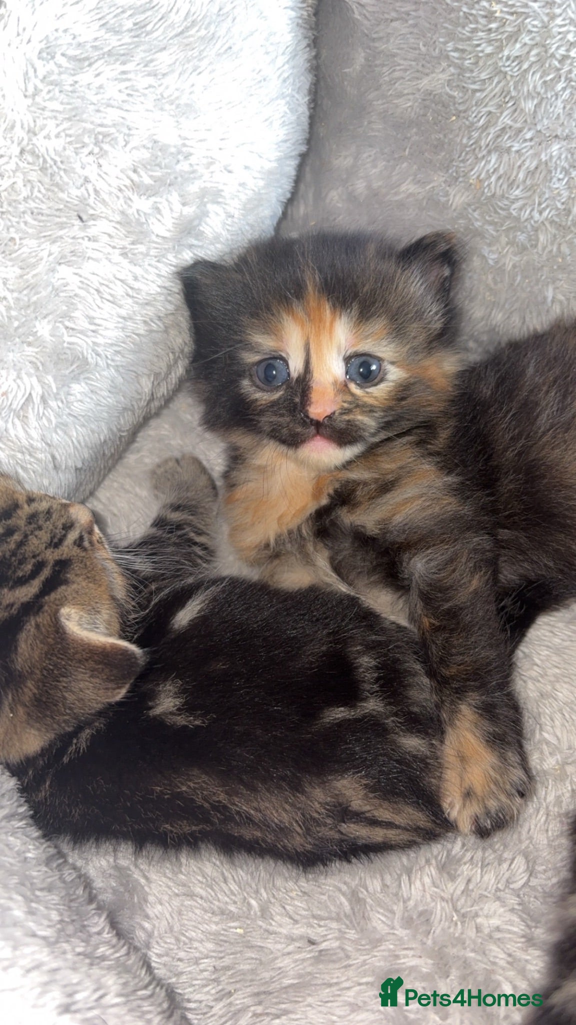 Mixed Breed cats 2 female kittens  - Advert 13