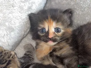 Mixed Breed cats 2 female kittens - Advert 1