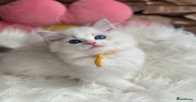 Ragdoll cats - Advert 8