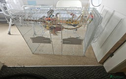 Mixed Breed birds for sale: 2 Tame Quaker Parrots For Sale - Image 3