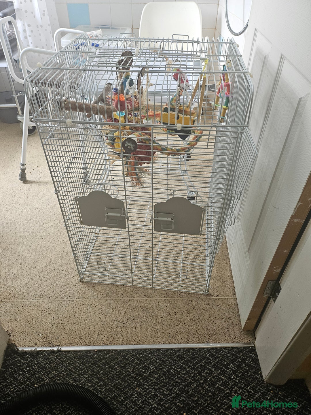 Mixed Breed birds for sale: 2 Tame Quaker Parrots For Sale - Image 3