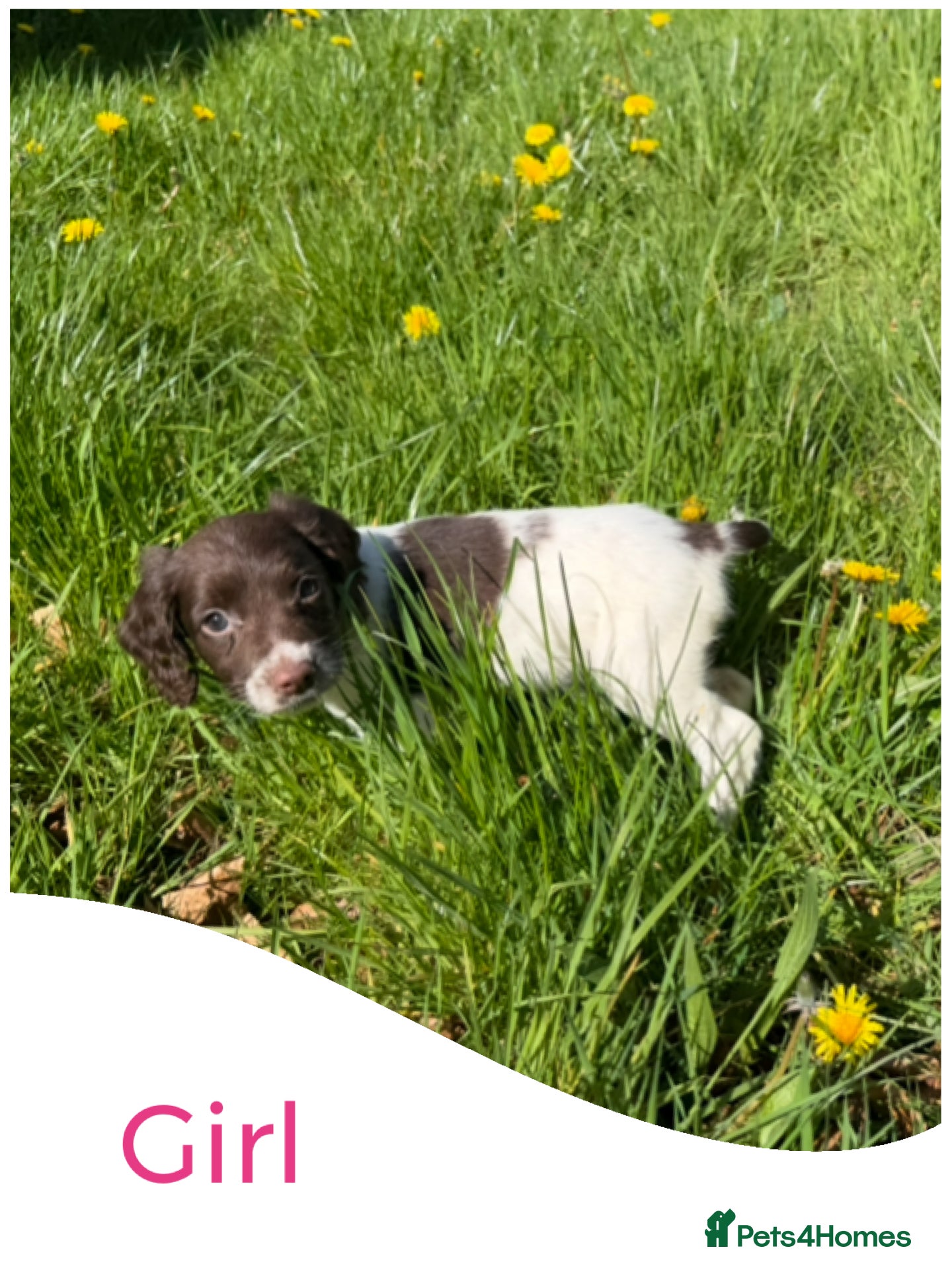 English Springer Spaniel dogs KC Registered English Springer Spaniel Pups - Advert 2