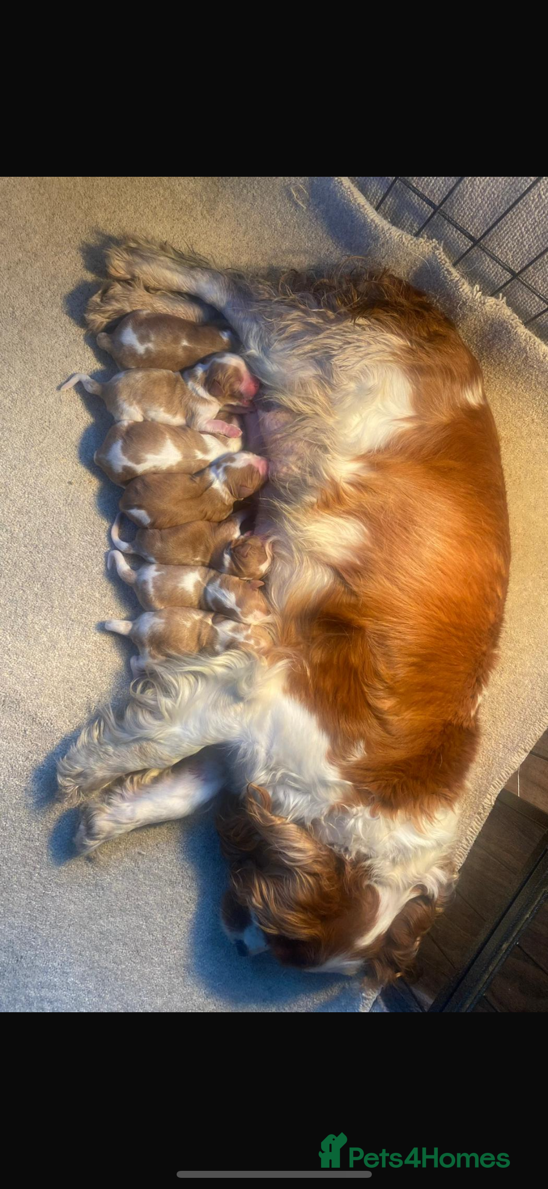 Cavalier King Charles Spaniel dogs for sale: Beautiful health tested cavalier King Charles pups - Image 6