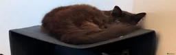 British Longhair cats for sale: Super fluffy foodie girl - Advert 6