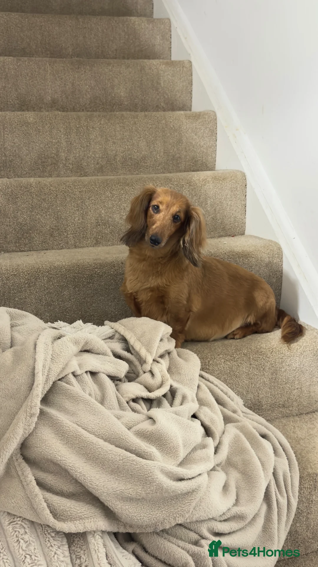 Miniature Dachshund dogs for sale: Rehoming 6 year old mini Daxie  - Advert 2
