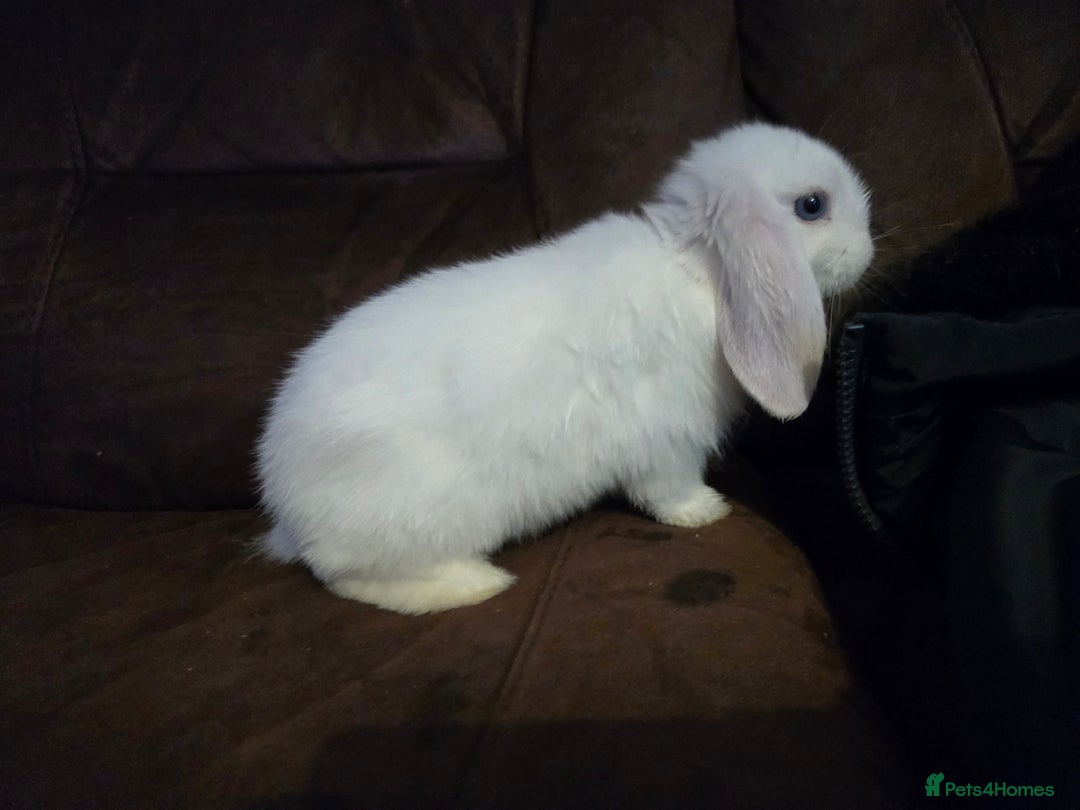 Mini Lop rabbits for sale: Beautiful mini lops  - Image 9