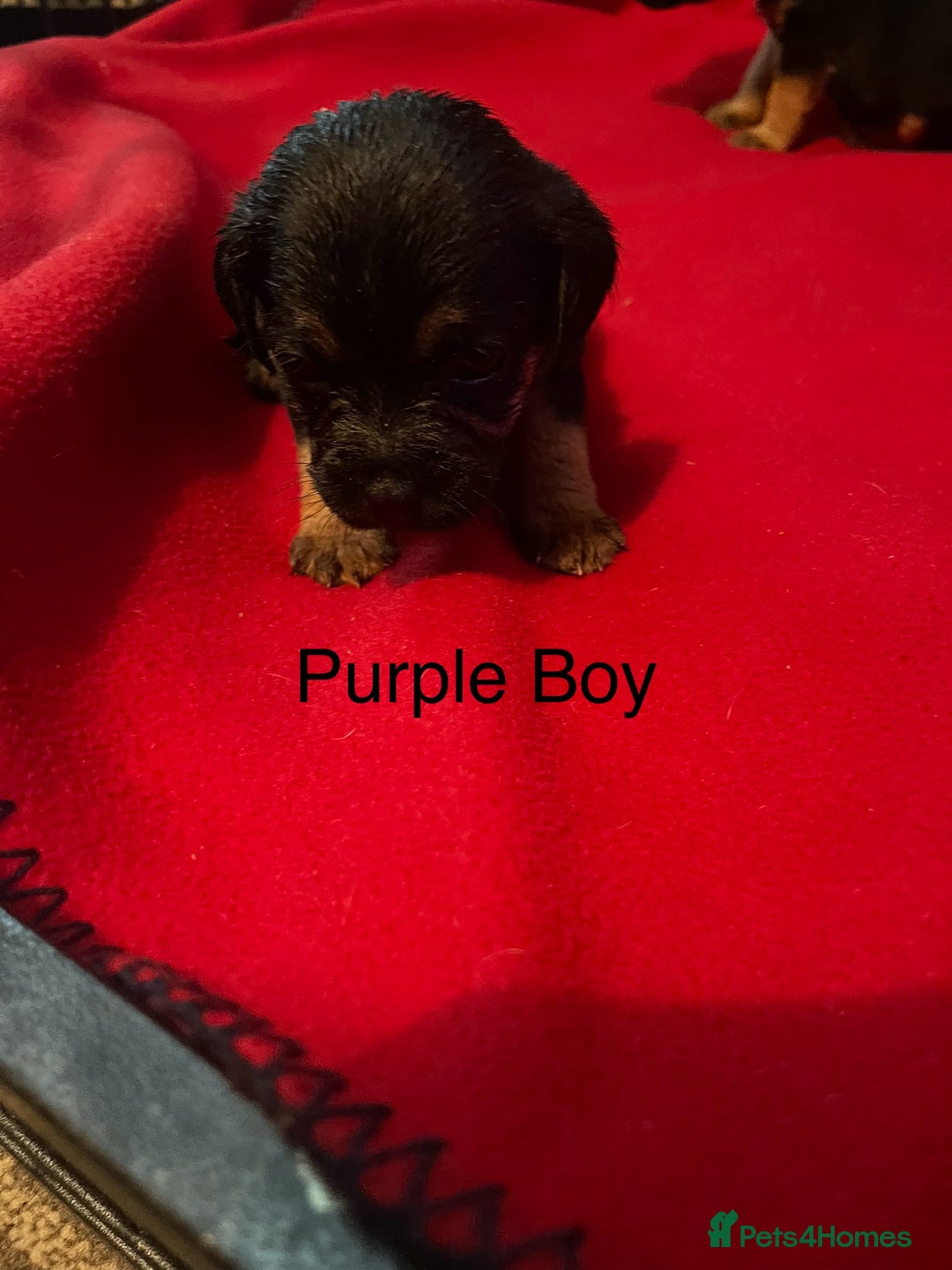 Border Terrier dogs for sale: Border Terrier Pups - Advert 13