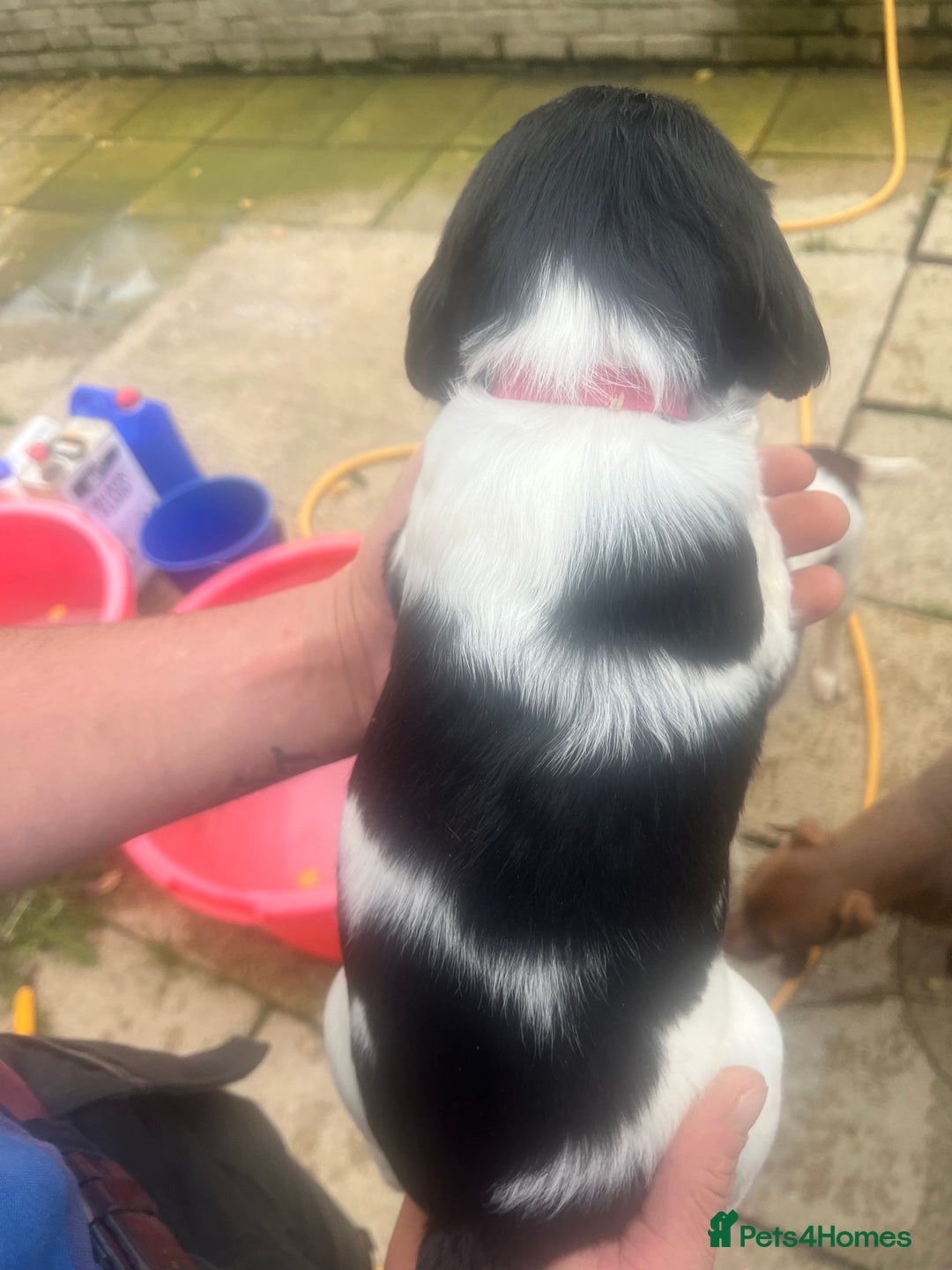 English Springer Spaniel dogs for sale: Kc registered English springer spaniel  - Image 4