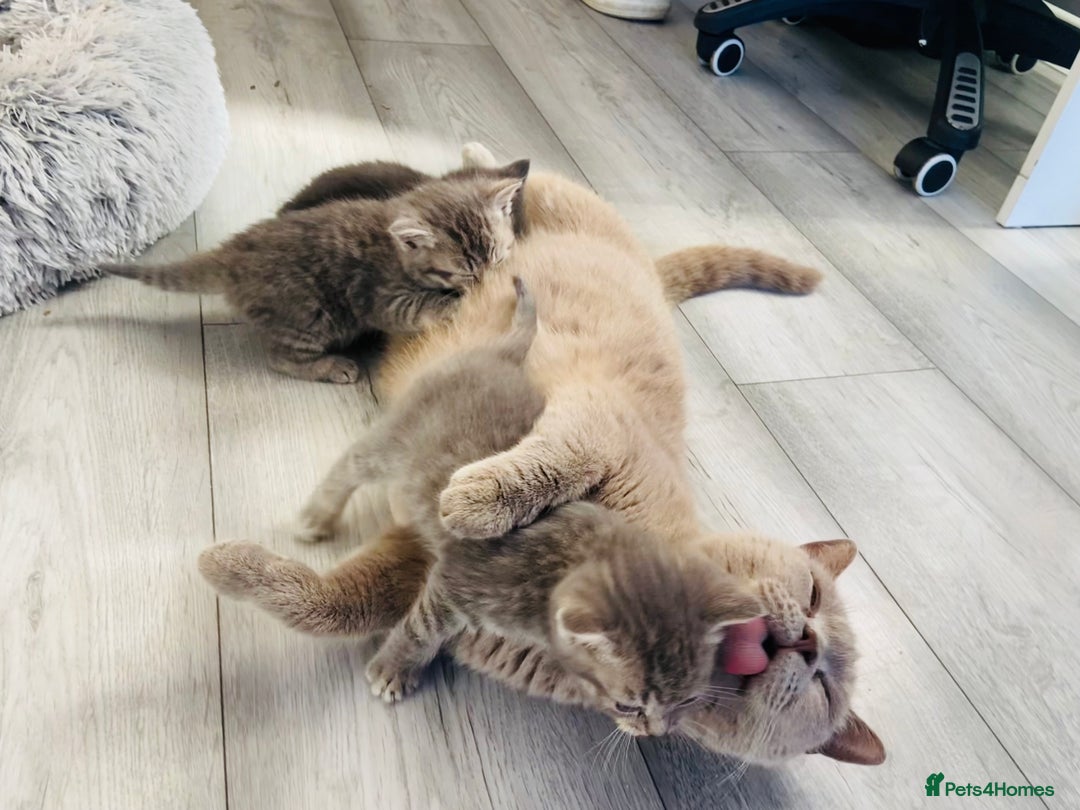 British Shorthair cats for sale: 🌟 Adorable Kittens 🌟 - Image 8