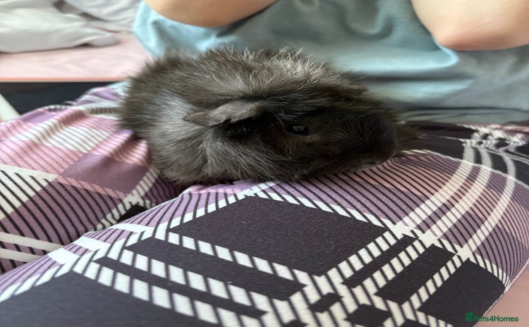 Guinea Pig rodents - Advert 1