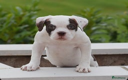 Old Tyme Bulldog dogs for sale: 23 YEARS TRUSTED EXPERTISE, ELITE 5🌟RATED,   - Image 4