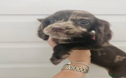 Cocker Spaniel dogs for sale: 6 week old Working Type Cocker Spaniels - Image 1