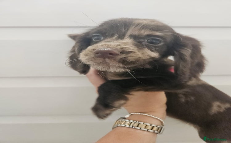 Cocker Spaniel dogs - Advert 6