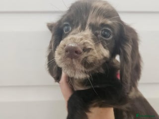 Cocker Spaniel dogs - Advert 6