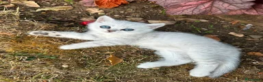 British Shorthair 2