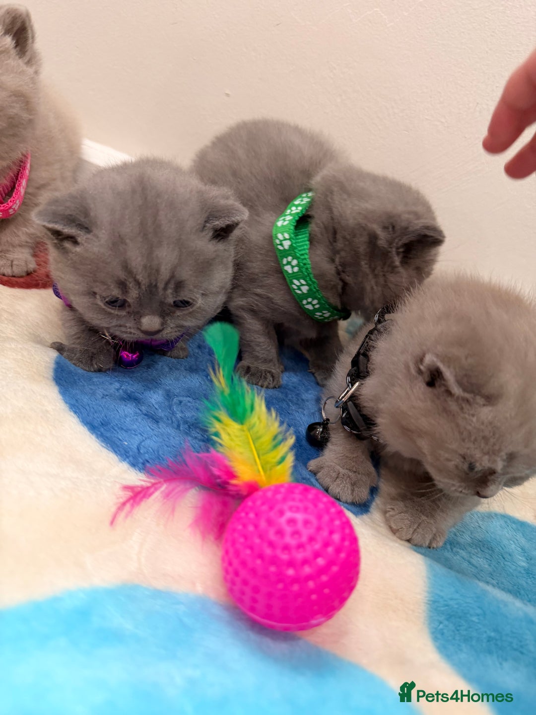 British Shorthair cats for sale: Beautiful big British Shorthair Kittens - Advert 13