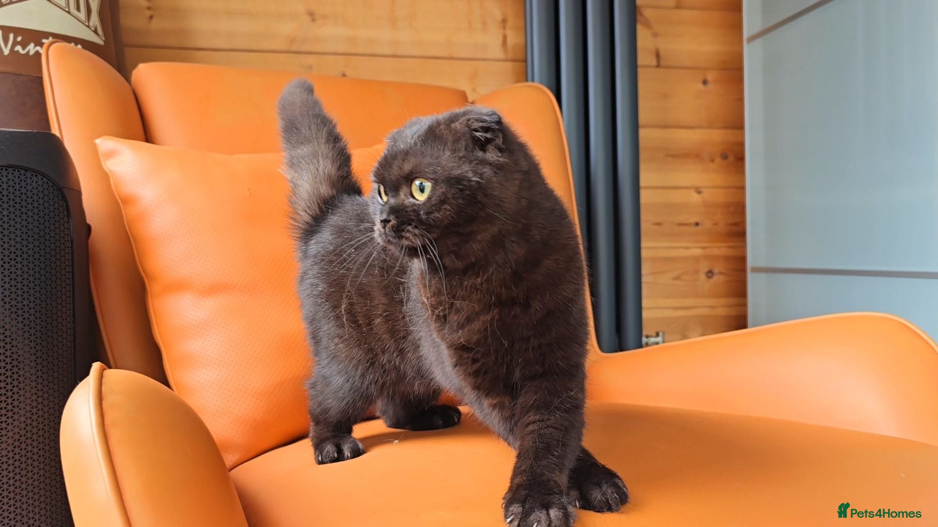 British Shorthair cats Chocolate British Shorthair Girl - Advert 12