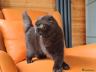 British Shorthair cats Chocolate British Shorthair Girl - Advert 12