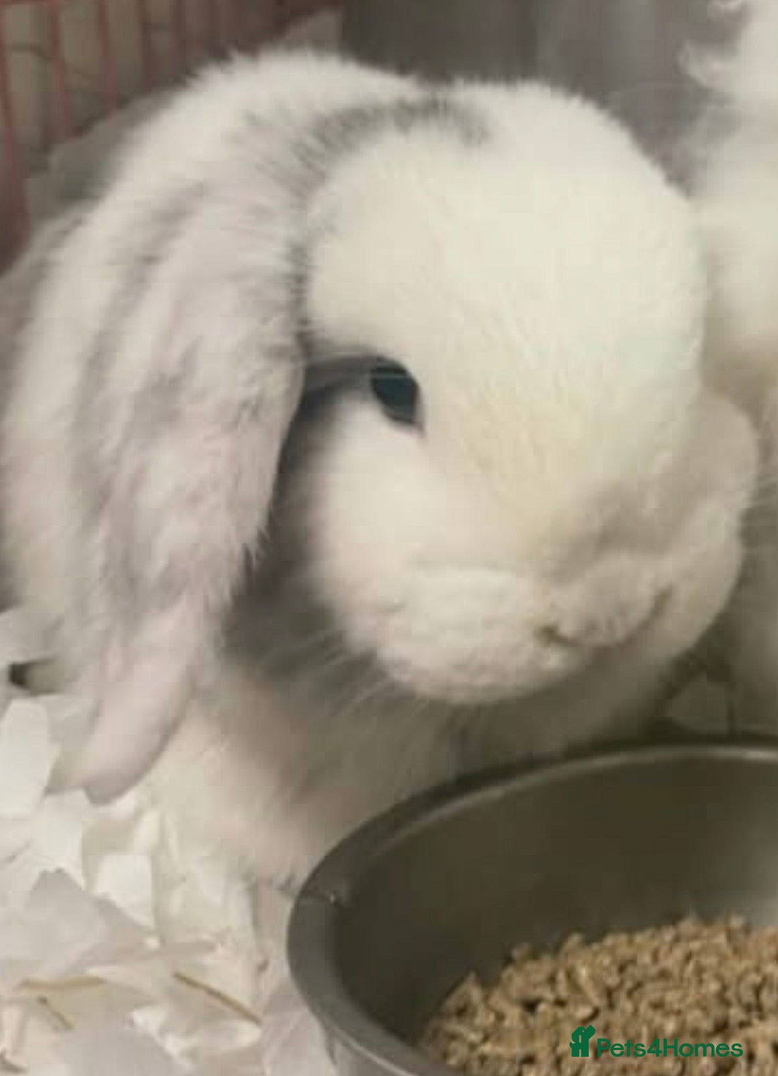 Mini Lop rabbits 1X girl mini lop  - Advert 1